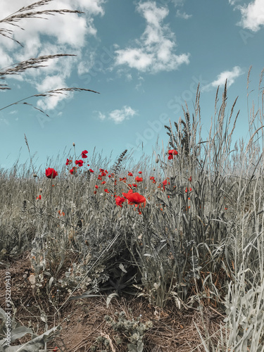 poppies in the field © Stefana