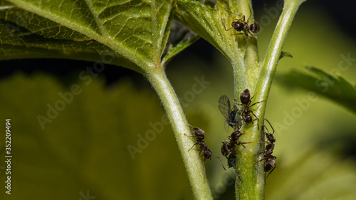 Ameisen melken Blattläuse