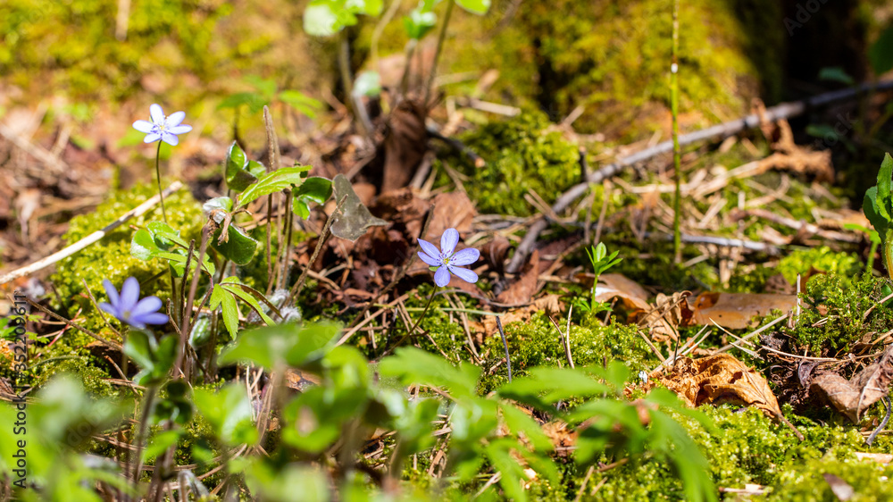 Przylaszczka pospolita (Hepatica nobilis Mill.) rosnąca w lesie , dzika . Przylaszczka pospolita (Hepatica nobilis Mill.) rosnąca w lesie , dzika .