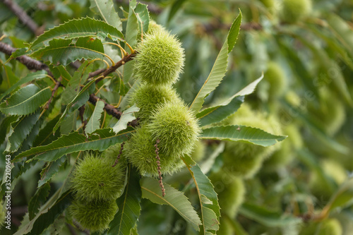 chestnut tree in the early season