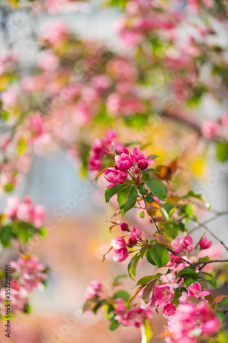Flowering branches of sakura, cherry, apple tree in the spring garden. © Evgenii Starkov