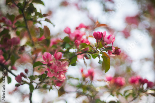 Flowering branches of sakura, cherry, apple tree in the spring garden.