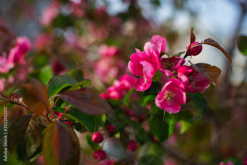 Flowering branches of sakura, cherry, apple tree in the spring garden. Flowering branches of sakura, cherry, apple tree in the spring garden.