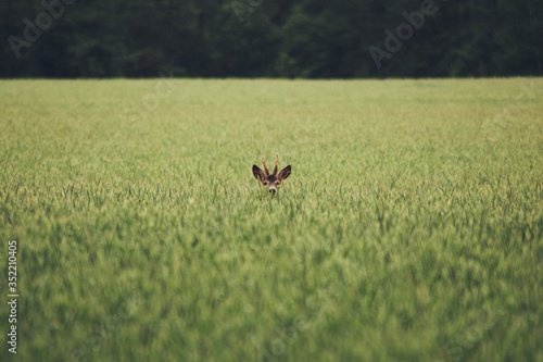 Koziołek wśród żyta, wiosna, podlaskie, polska, Europa