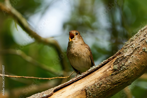 Thrush nightingale (Luscinia luscinia)