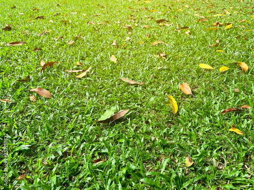 Dry leaves on green grass as background or wallpaper with soft flare light, Autumn leaves