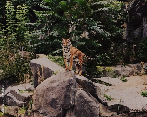 Billede på lærred Tiger On Rocks In Forest