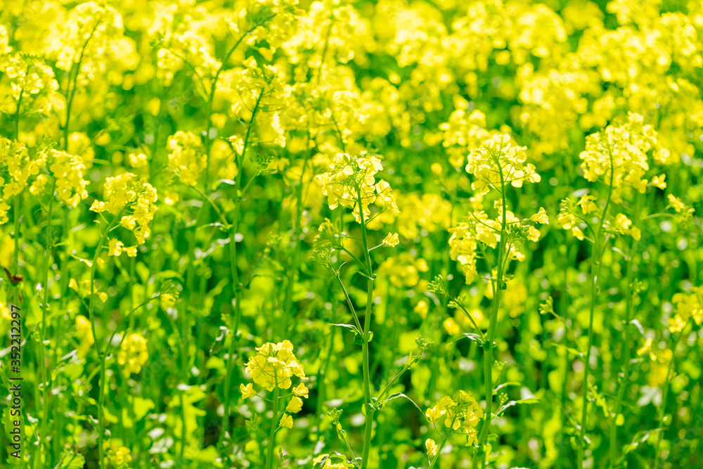 北海道 札幌市郊外の菜の花畑 北海道 札幌市郊外の菜の花畑