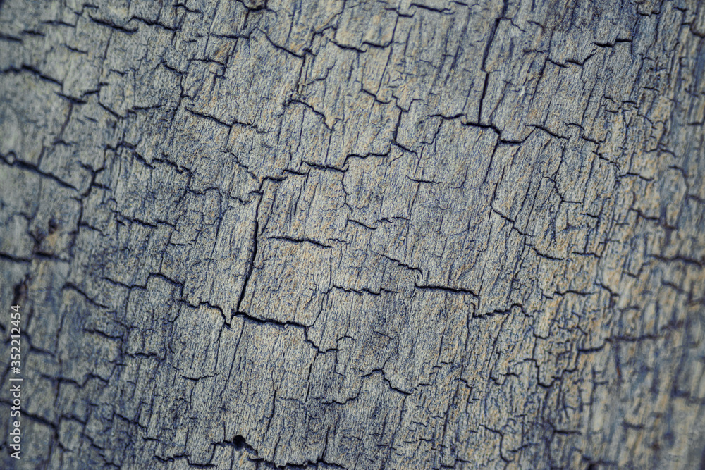 Fototapeta premium texture of old wood, can be used as background