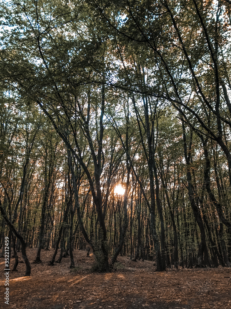 Fototapeta premium trees in the forest