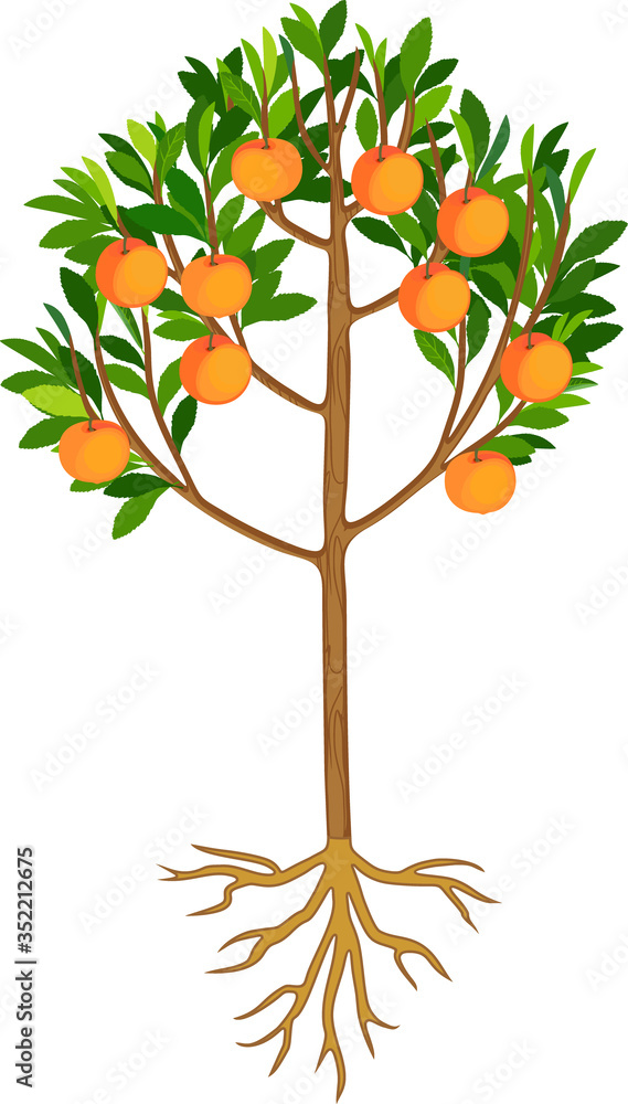 Peach tree with ripe fruits, green leaves and root system isolated on white background