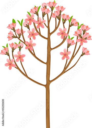 Cartoon flowering peach tree with pink flowers isolated on white background