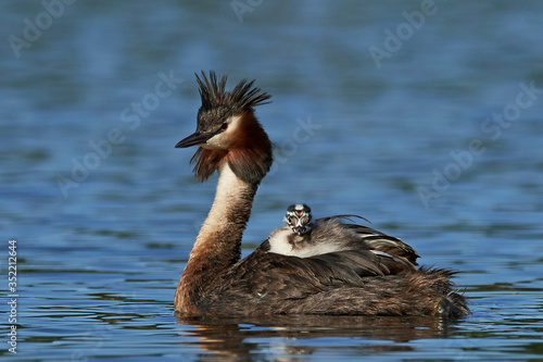 Great crested grebe (Podiceps cristatus) photo