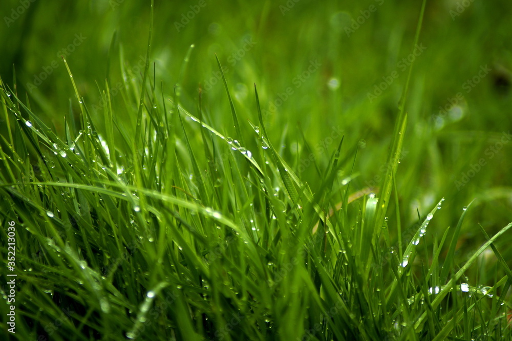 juicy grass with dew drops, rain close-up juicy grass with dew drops, rain close-up
