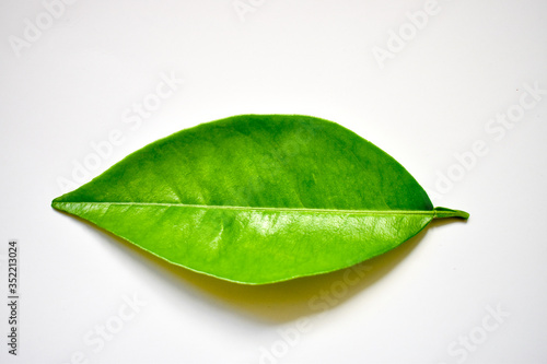Close-up single orange leaf isolated on white background