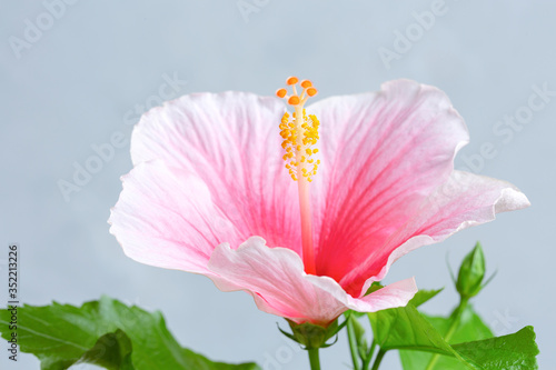 Closeup of pink Chinese Hibisci Rosae-Sinensis Flower gray on background. Macro photo