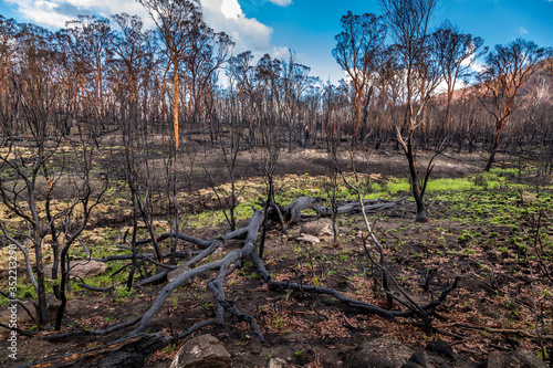 Fotografía A forest in the Snowy Mountains, burnt down during the bush fires in Australia