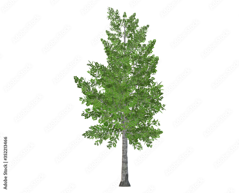 Fototapeta premium Green tree, isolated on white background.