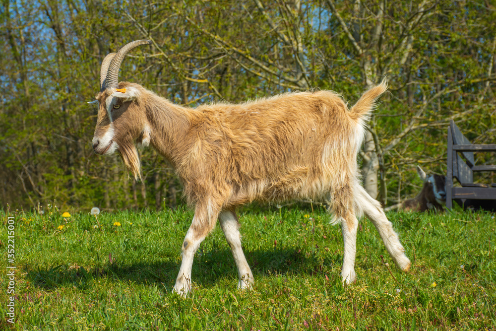 goat with goatee in meadow in petting zoo
goat with goatee in meadow in petting zoo