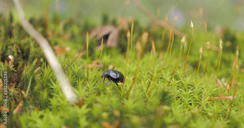 scarabée sur de la mousse dans un bois scarabée sur de la mousse dans un bois
