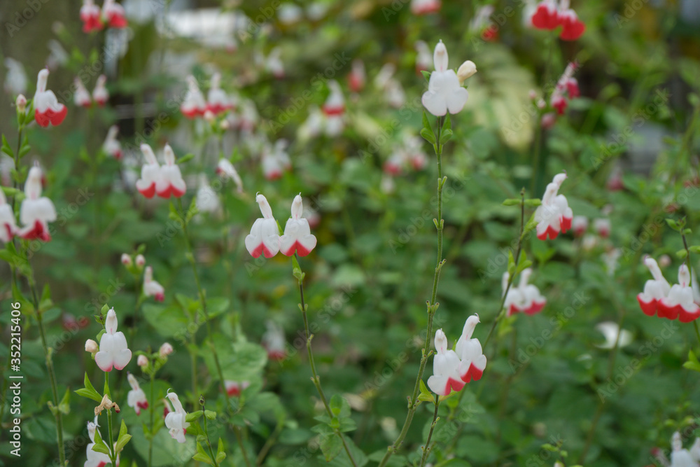 Fototapeta premium チェリーセージの花