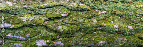 Tree bark of conifer surface closeup as background © Krzysztof Bubel