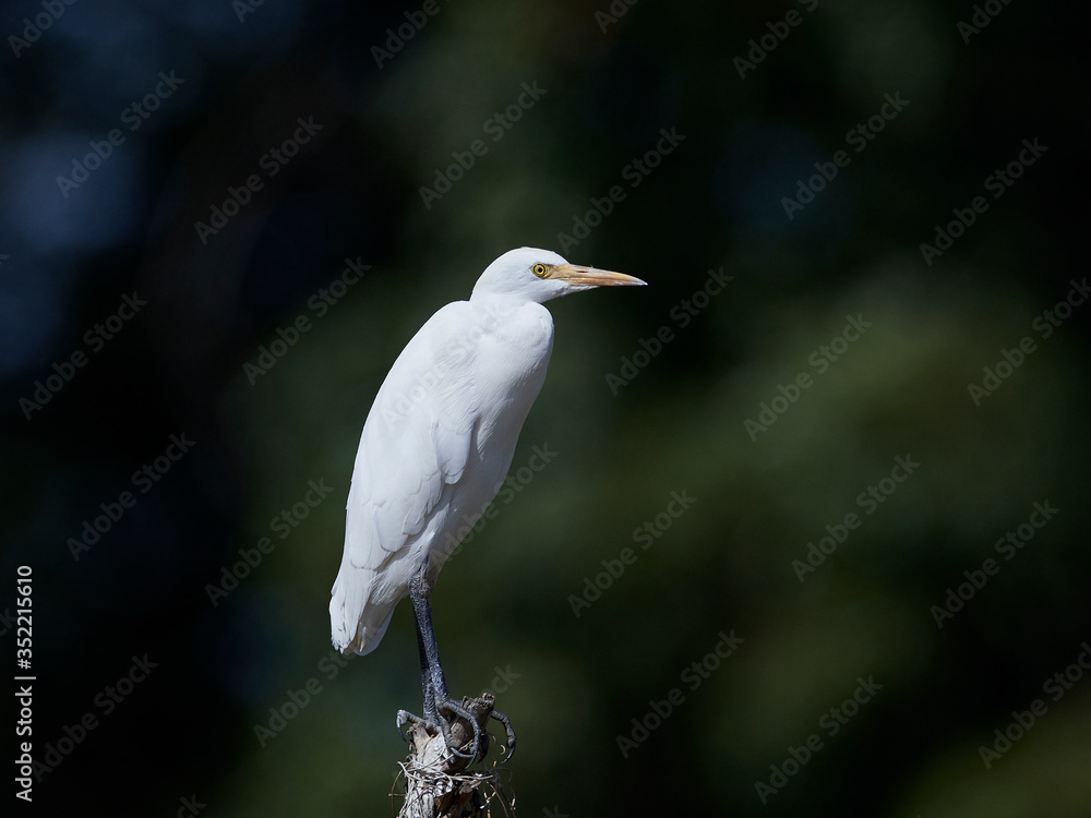 Cattle egret (Bubulcus ibis) Cattle egret (Bubulcus ibis)
