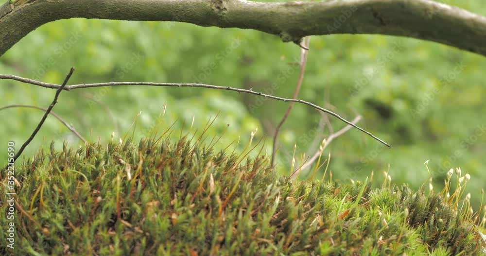 mousse dans les bois sur une branche