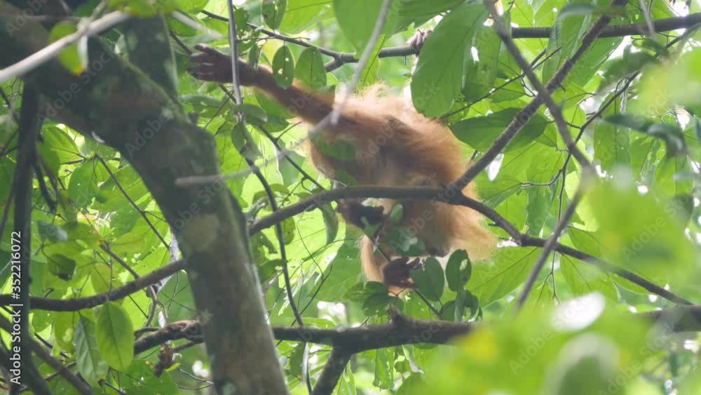 Cute wild baby orangutan climbing in the treetops in Bukit Lawang, Sumatra, Indonesia in slow motion Cute wild baby orangutan climbing in the treetops in Bukit Lawang, Sumatra, Indonesia in slow motion