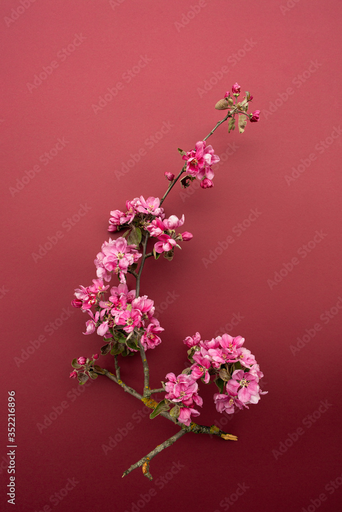 Branch of a blossoming apple tree