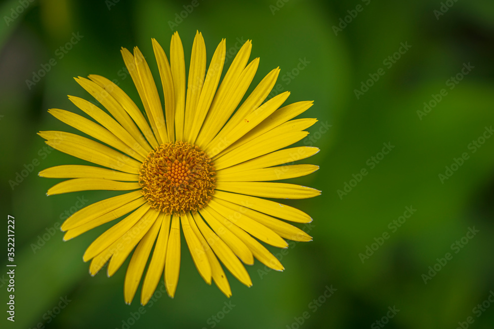 Yellow flower in the spring garden with green background Yellow flower in the spring garden with green background