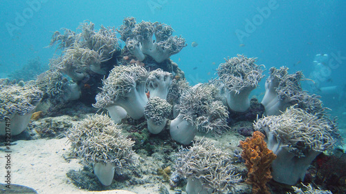Underwater fish reef marine. Tropical colorful underwater seascape with coral reef. Leyte  Philippines.
