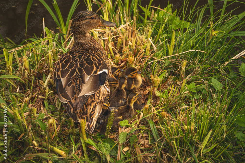 Duck with the ducklings at spring time at the river Duck with the ducklings at spring time at the river