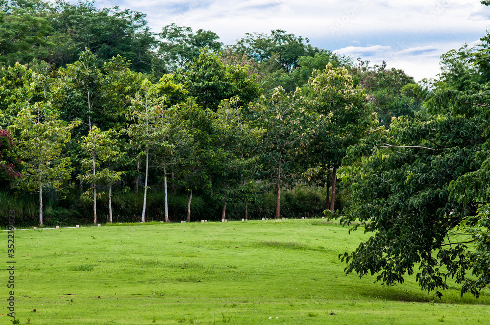 Beautiful natural landscape with pine forest mountain and green meadow. Outdoor travel on wild nature. Relax zone with fresh air and water. Khao Yai, Nakhon Ratchasima.The best ozone in Thailand. Beautiful natural landscape with pine forest mountain and green meadow. Outdoor travel on wild nature. Relax zone with fresh air and water. Khao Yai, Nakhon Ratchasima.The best ozone in Thailand.