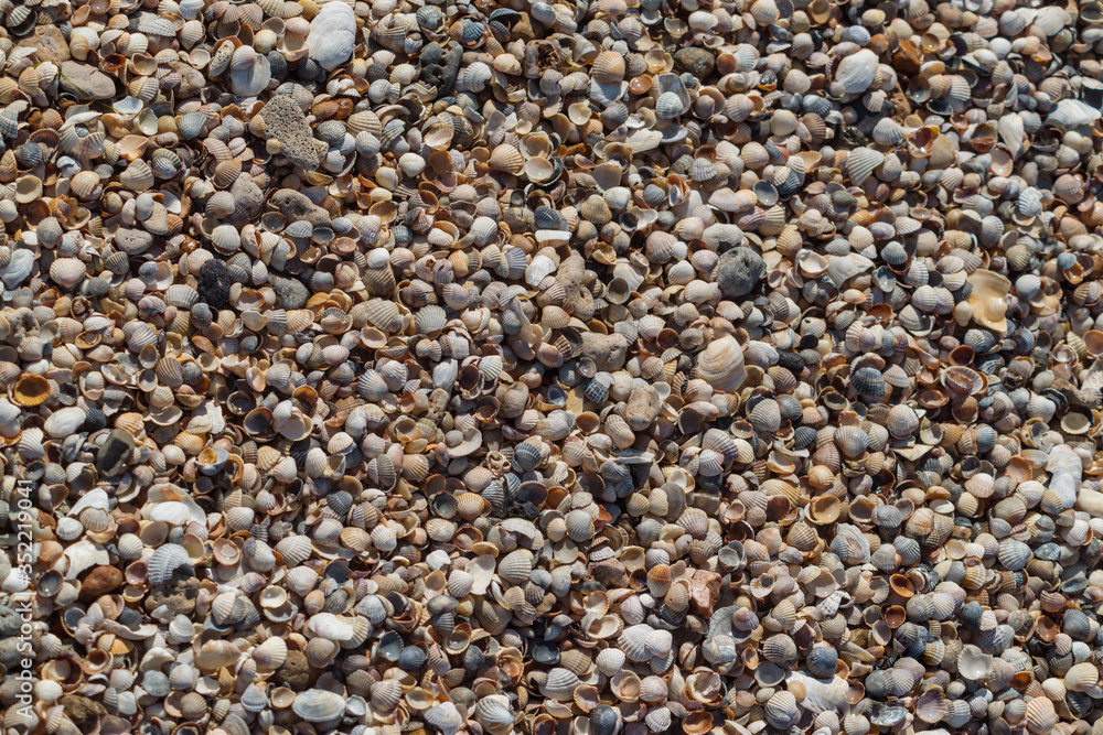 seashells closeup background, texture seashells closeup background, texture
