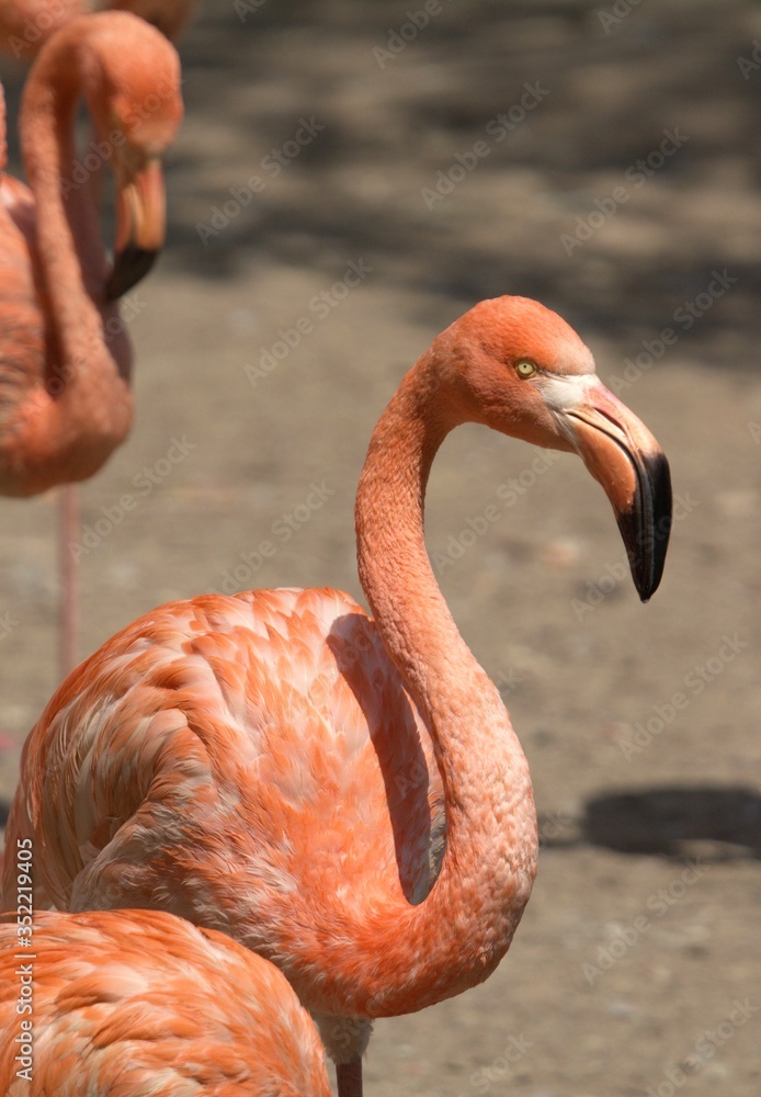Obraz premium close up of a pink flamingo