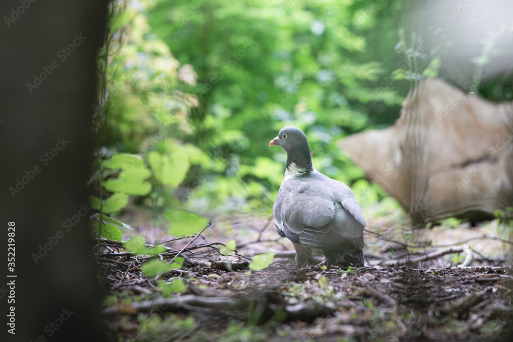 Obraz premium City pigeon walks through the park, Dutch wildlife photography, bird photo, Dutch nature