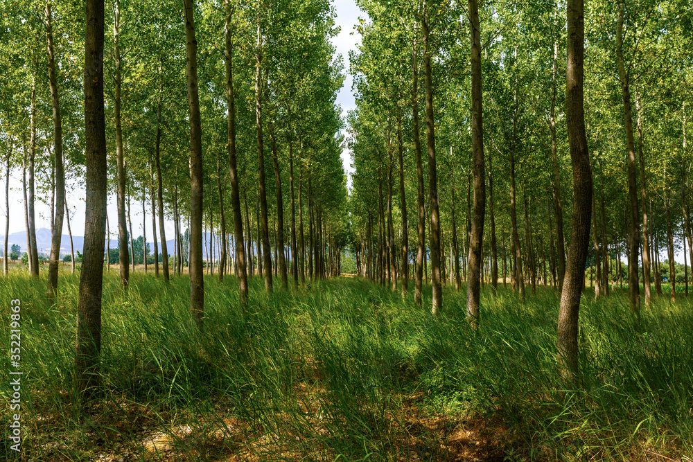 symmetric trees/trees in line symmetric trees/trees in line
