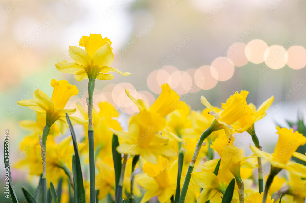 Fototapeta premium Blooming yellow daffodils in the park with spring. Romantic concept for wedding invitation, greeting card, placards or posters.