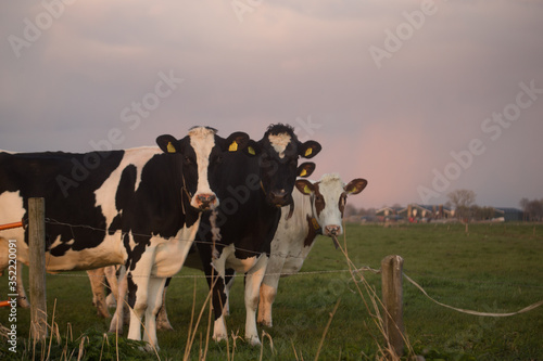 Friese koeien in het overijselse land. Friesian cows in field photo