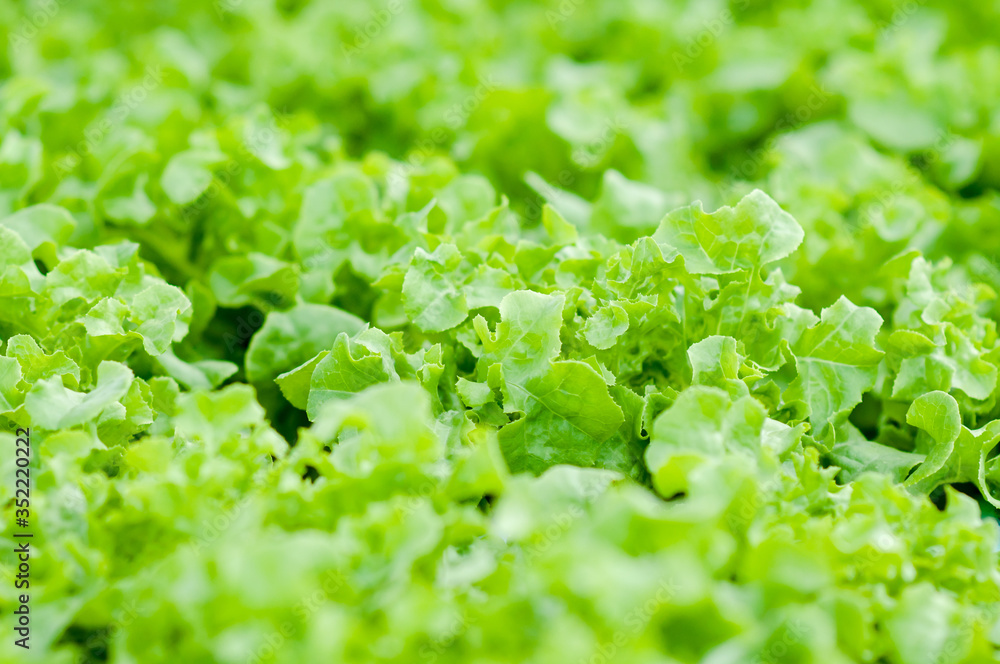 Fresh vegetable hydroponics system farming without soil. Growing uses mineral nutrient. Urban garden with technology and agriculture concept designs. For health, salads or food. Fresh vegetable hydroponics system farming without soil. Growing uses mineral nutrient. Urban garden with technology and agriculture concept designs. For health, salads or food.
