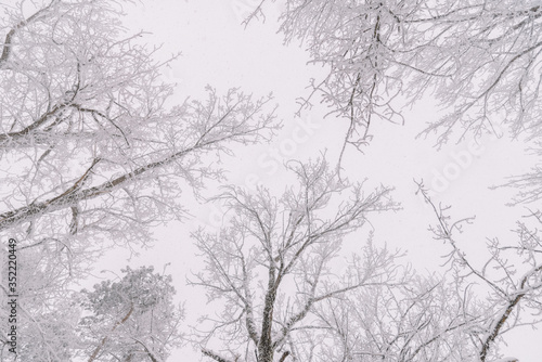 Frozen Forest In The Winter © David Khelashvili