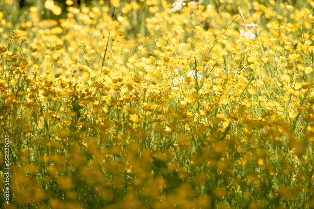 Obraz premium Buttercups in the field, Dutch wildlife photography, nature photo, Dutch nature, Ranunculus, field full of spring flowers
