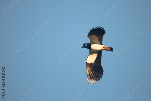 Kievit in vlucht, lapwing in flight