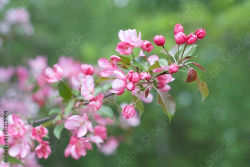 Spring may blooming apple greenery