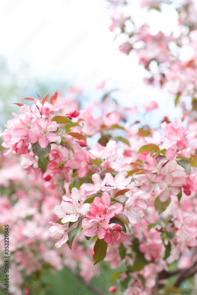 Spring may blooming apple greenery