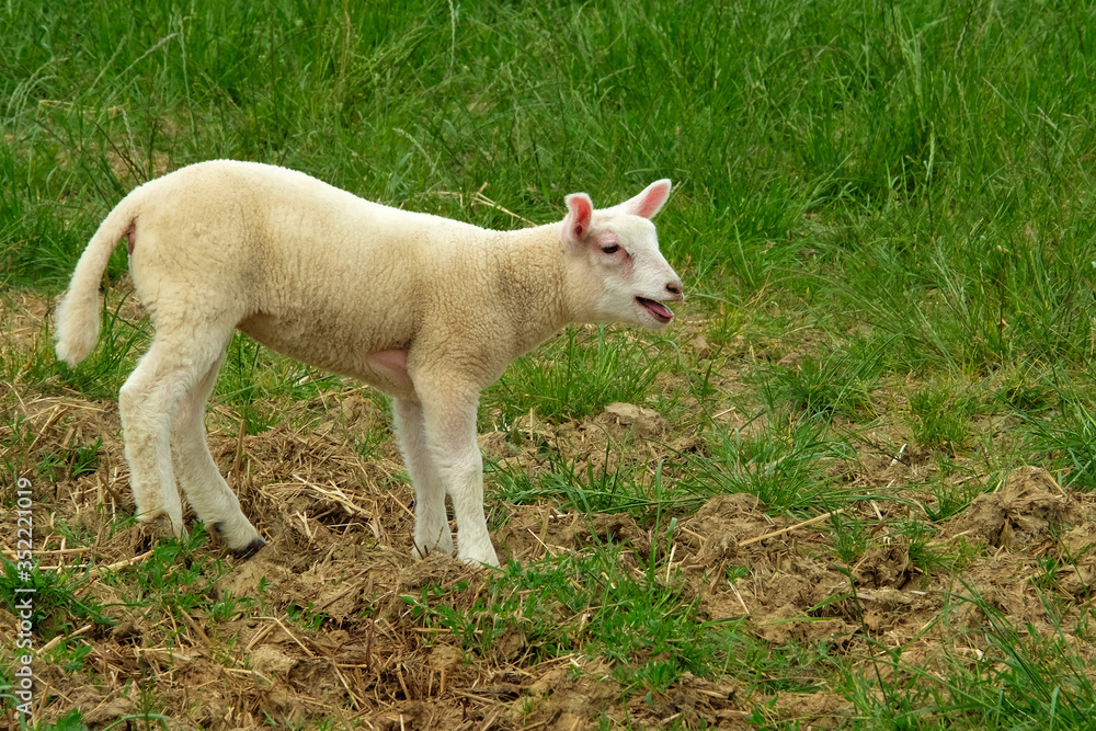 A lamb stands bleating in a meadow