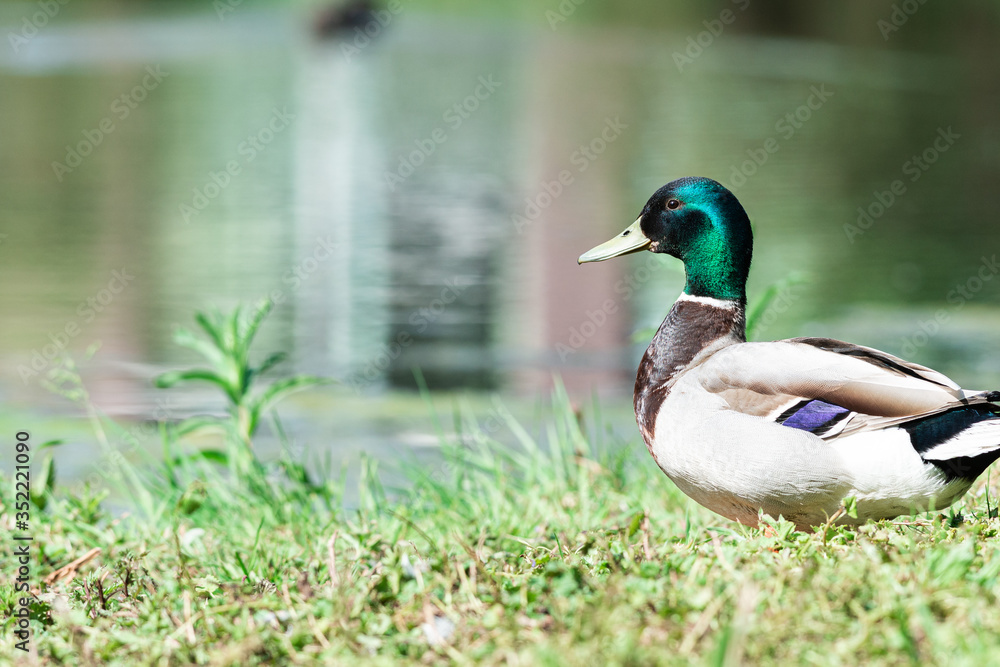 Fototapeta premium Male duck is enjoying the sun in the grass on the quay, Dutch wildlife photography, bird photo, Dutch nature, Anatidae