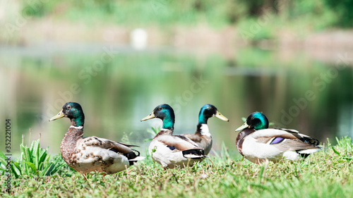 Photography Several male ducks enjoy the sun in the grass on the quay, Dutch wildlife photog