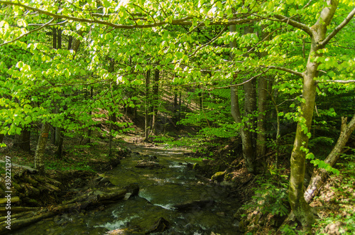 potok w lesie Bieszczady 